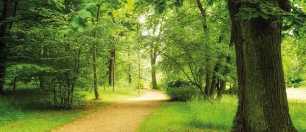 Burntstump Woods